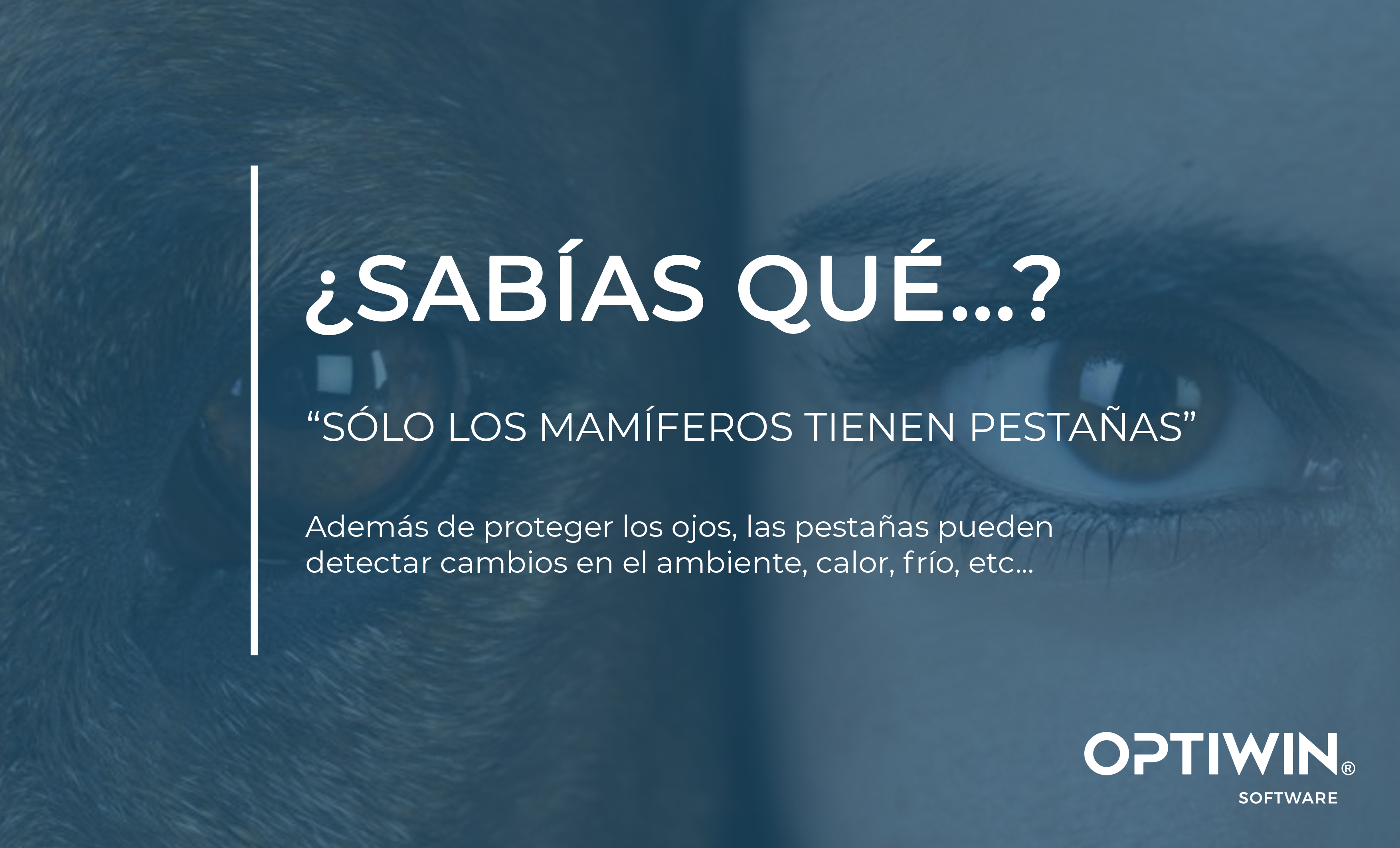 ¿SABÍAS QUÉ SÓLO LOS MAMÍFEROS TIENEN PESTAÑAS?