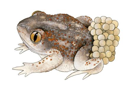 Sapo partero OPTIWIN